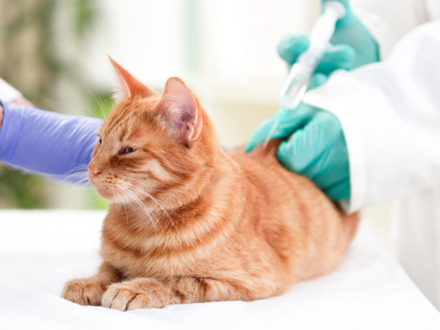 A veterinarian giving a tabby cat an insulin injection